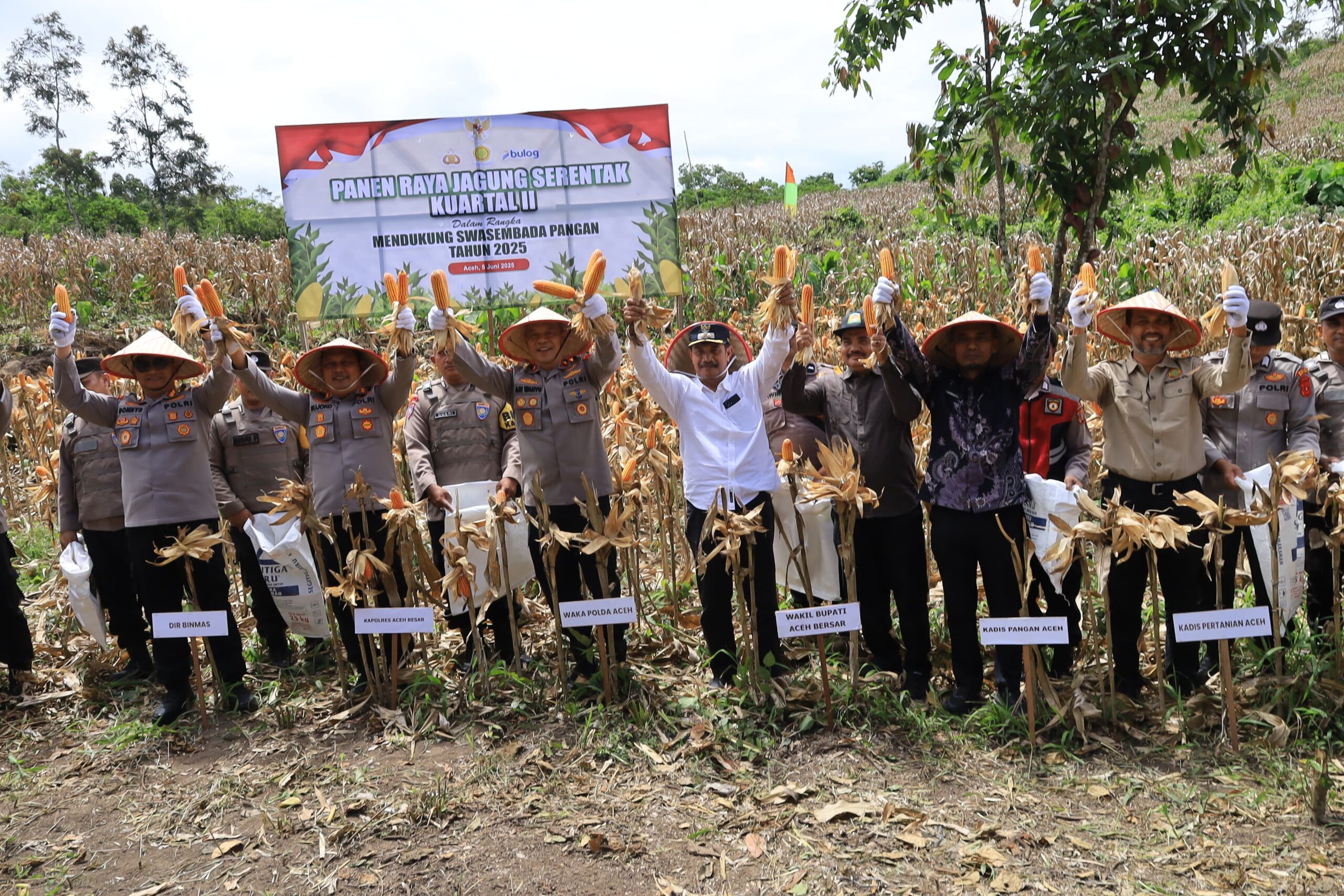 Panen Jagung