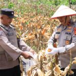 Panen Jagung