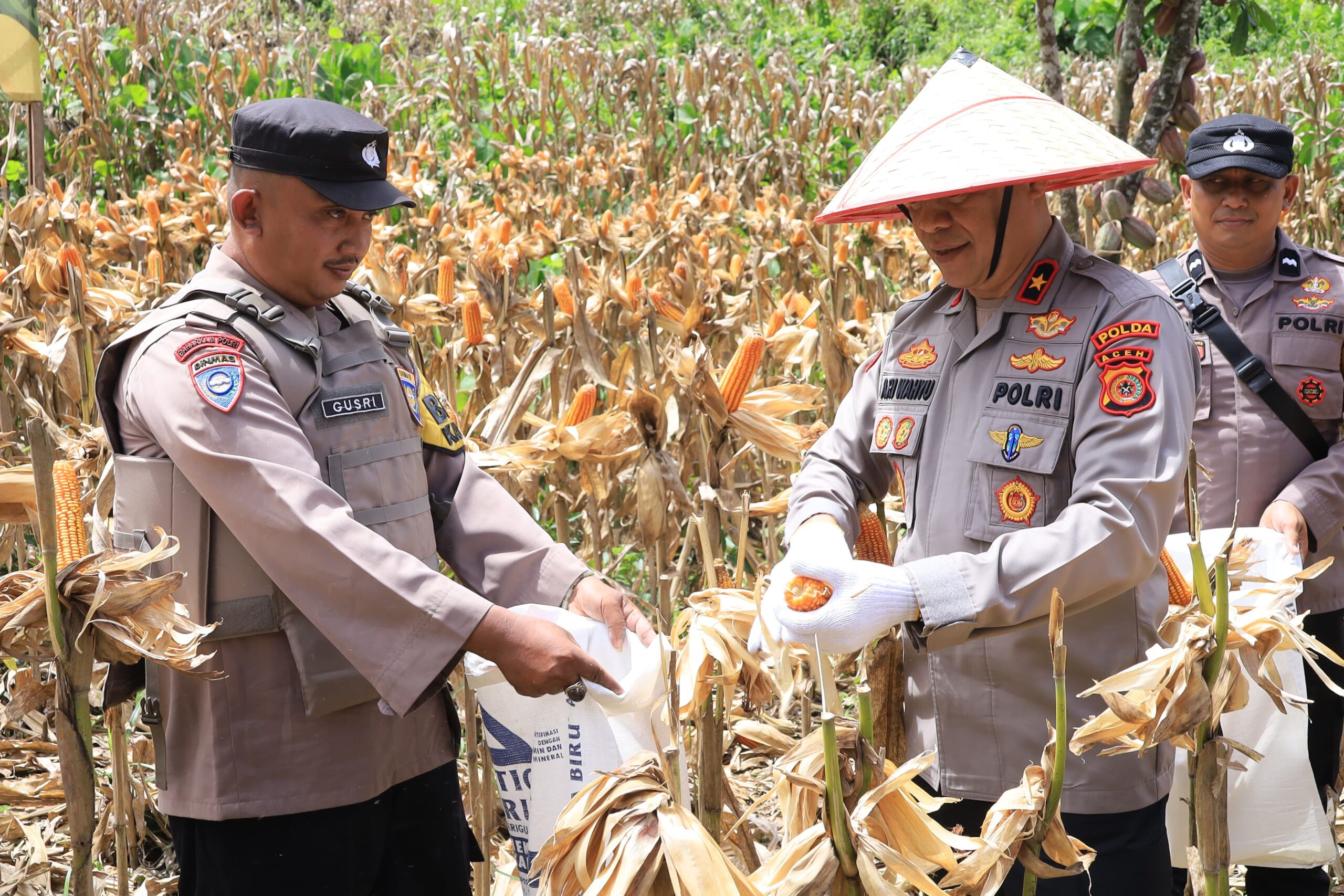Panen Jagung
